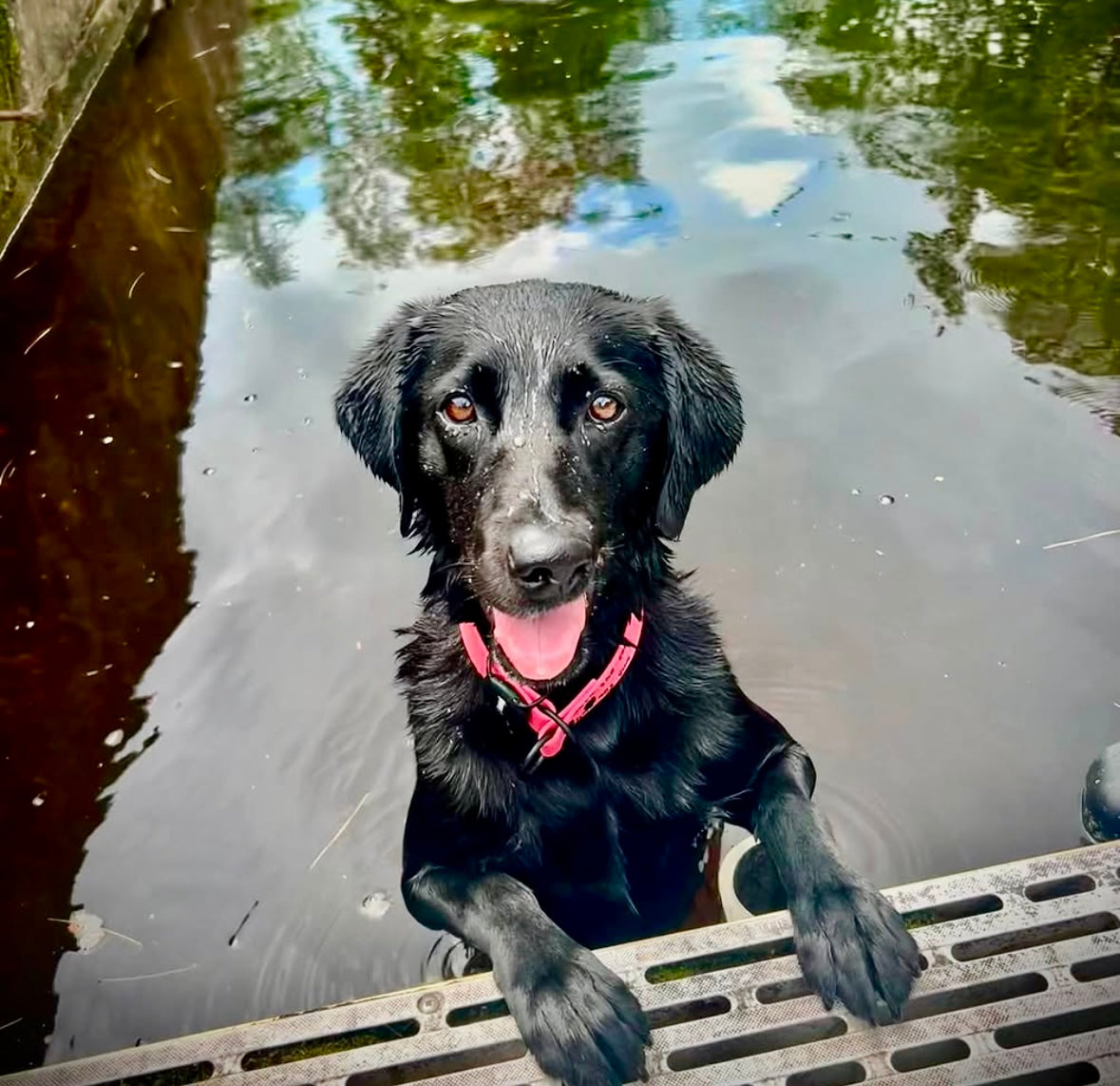 Meet Sophie 🐾