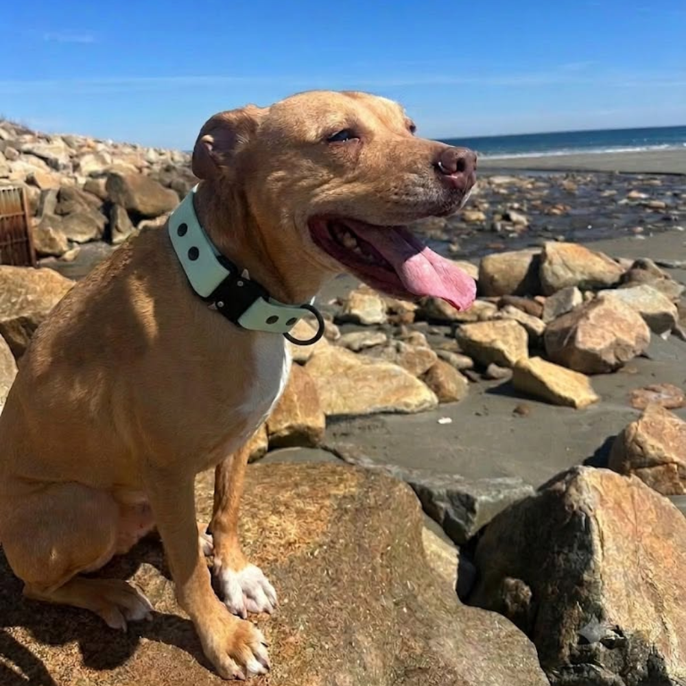 echo collar
