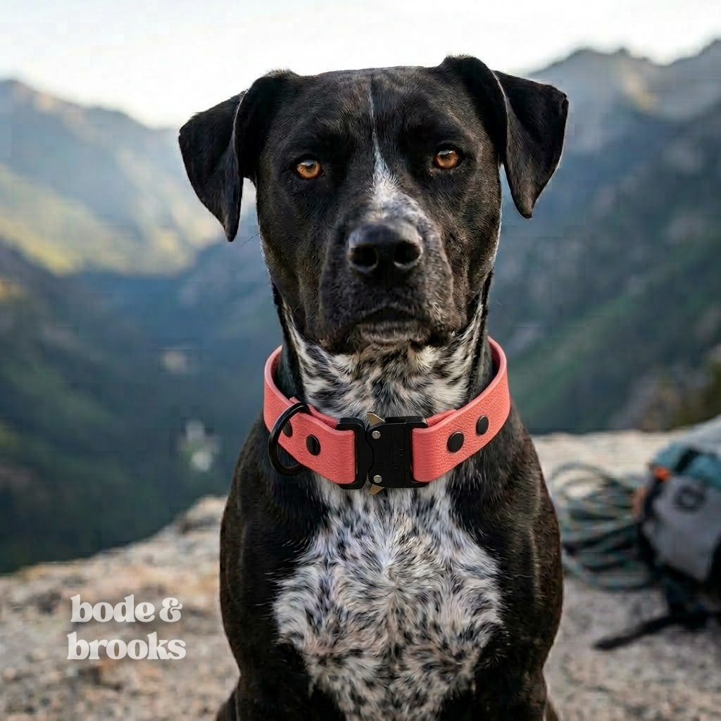 echo collar